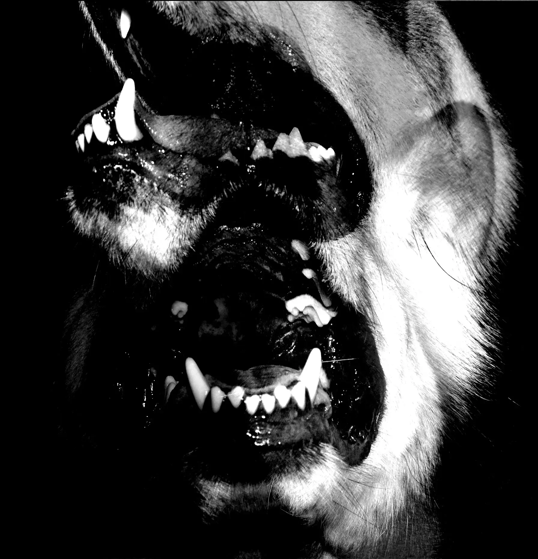 Black and White Snarl