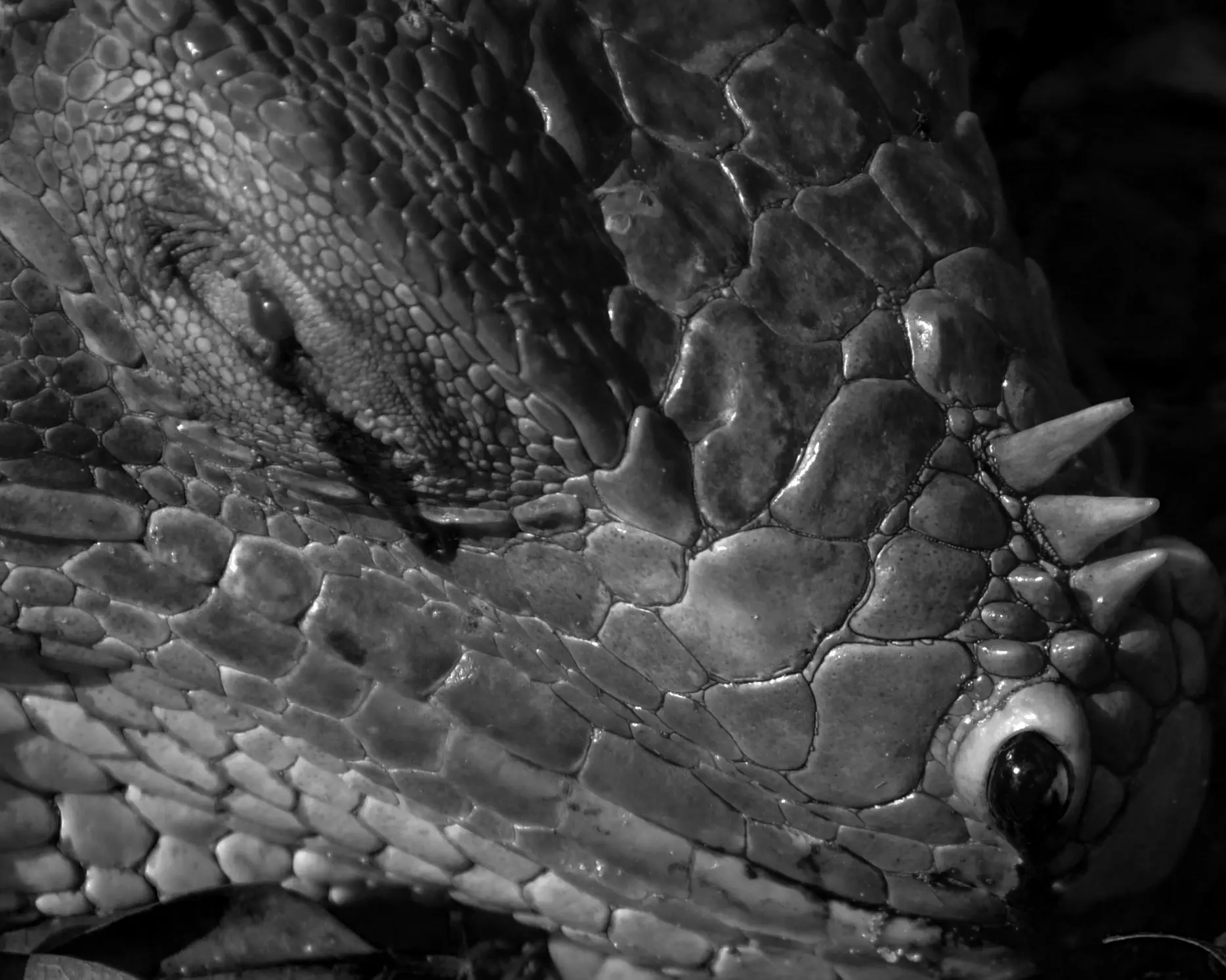 Lizard Eye Texture